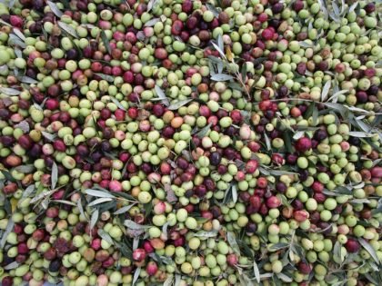Hand-harvested olives in the grove before making the journey to the olive-oil press (almazara). © Vicky Hayward, 2024